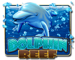 Dolphin Ree - manu8888